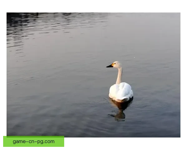 世界跳水历史记录盘点：飞入水中的优雅之美